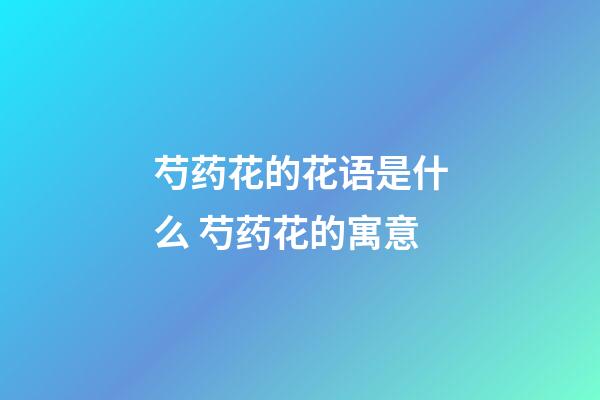 芍药花的花语是什么 芍药花的寓意